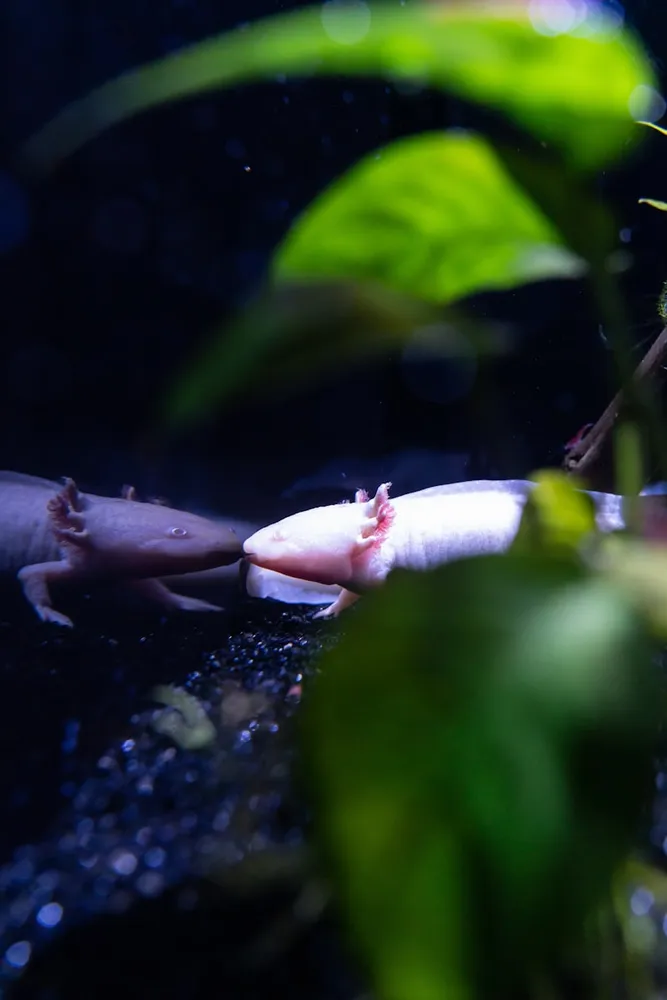 Axolotl symbolizing regeneration